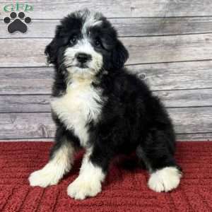 Lexus, Mini Aussiedoodle Puppy